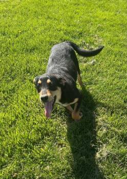 Sibbies : Kenny -  German Shepherd Dog and Plott Hound Dog for Adoption in Aurora, Indiana - Sibbies : Kenny | PetCurious