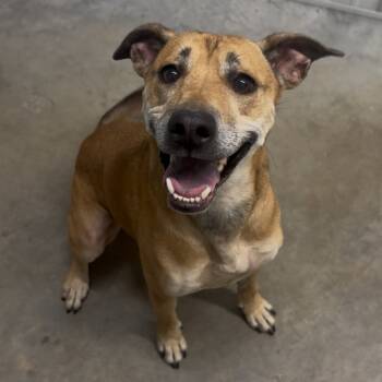 Rescue Mixed Breed Dogs for Adoption in Fairmont, West Virginia - Mona | PetCurious