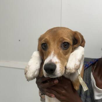 Erin 8059 -  Beagle Dog for Adoption in Loxahatchee Groves, Florida - Erin 8059 | PetCurious