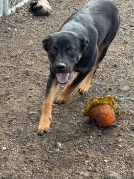 Fauna 26-16812 -  Mixed Breed Dog for Adoption in Minot, North Dakota - Fauna 26-16812 | PetCurious