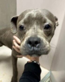 Rescue Mixed Breed Dogs for Adoption in Sherwood, Arkansas - Jellybean | PetCurious