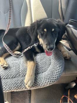German Shepherd Dog and Australian Shepherd Dogs Available for Adoption in Murray, Kentucky - Reese | PetCurious
