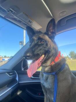 Remi located in IL -  Belgian Shepherd Malinois Dog for Adoption in Imlay City, Michigan - Remi Located In IL | PetCurious