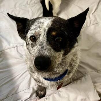 Australian Cattle Dog Blue Heeler Dogs Available for Adoption in Columbia, South Carolina - Mattie | PetCurious