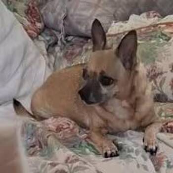 Rescue Chihuahua Dogs for Adoption in Wichita Falls, Texas - Chloe | PetCurious