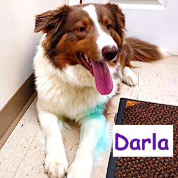 Australian Shepherd Dogs Available for Adoption - Darla | PetCurious