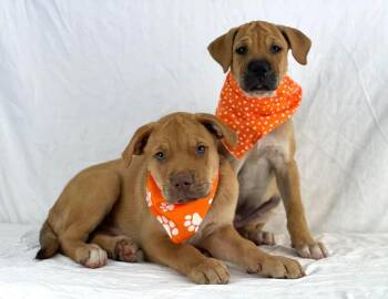 Bullet the Mastiff mix puppy -  Mastiff and Pit Bull Terrier Dog for Adoption in Muskego, Wisconsin - Bullet The Mastiff Mix Puppy | PetCurious