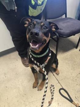 Butters -  Mixed Breed Dog for Adoption in Eugene, Oregon - Butters | PetCurious