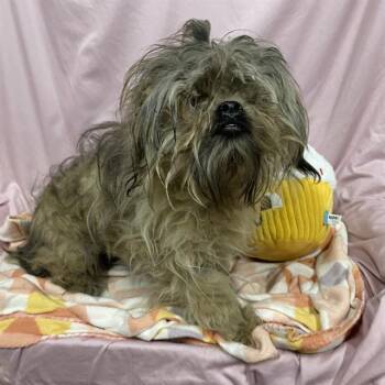 BODHI -  Shih Tzu and Mixed Breed Dog for Adoption in Modesto, California - BODHI | PetCurious