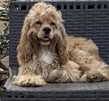 Cocker Spaniel Dogs Available for Adoption in Carmel Hamlet, New York - Winston | PetCurious