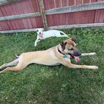 Roofus -  Great Dane and Mixed Breed Dog for Adoption in Dayton, Ohio - Roofus | PetCurious