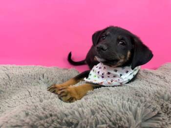 Razr -  Shepherd and Chow Chow Dog for Adoption in Phoenix, Arizona - Razr | PetCurious