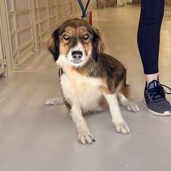 Jesse -  Collie Dog for Adoption in Chicago, Illinois - Jesse | PetCurious