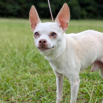 Empawnada 07-0804 -  Chihuahua Dog for Adoption in Covington, Georgia - Empawnada 07-0804 | PetCurious