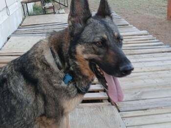Harley -  German Shepherd Dog Dog for Adoption in Moriarty, New Mexico - Harley | PetCurious