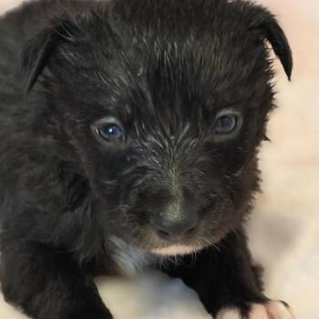 Maple -  Border Collie Dog for Adoption in Wiggins, Mississippi - Maple | PetCurious