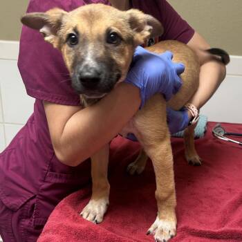 Shrek -  Shepherd Dog for Adoption in Ojai, California - Shrek | PetCurious