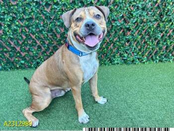 Rescue Mixed Breed Dogs for Adoption in West Palm Beach, Florida - MAX | PetCurious