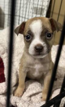 Alpine -  Chihuahua Dog for Adoption in Penryn, California - Alpine | PetCurious