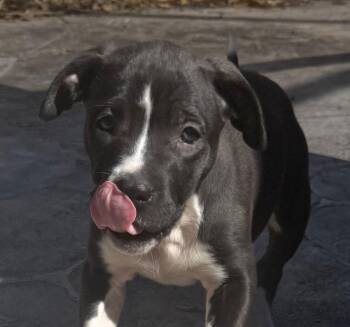 Labrador Retriever and American Staffordshire Terrier Dogs Available for Adoption - Missi | PetCurious