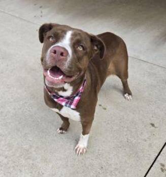 Pit Bull Terrier and Labrador Retriever Dogs Available for Adoption in Bucyrus, Ohio - Willow | PetCurious