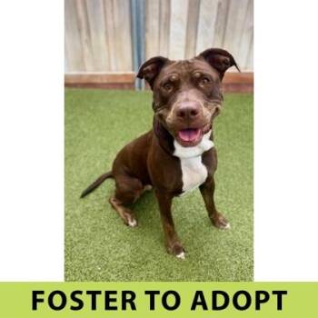 Fuchsia -  Mixed Breed Dog for Adoption in Eugene, Oregon - Fuchsia | PetCurious