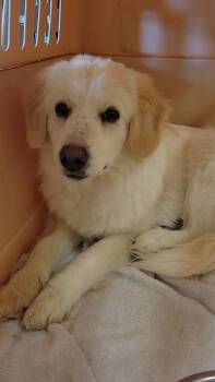 Great Pyrenees Dogs Available for Adoption - Luna | PetCurious
