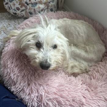 Coral -  Miniature Poodle and Mixed Breed Dog for Adoption in Avon, Ohio - Coral | PetCurious