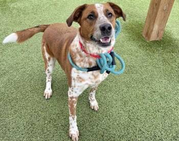 Australian Shepherd and Mixed Breed Dogs Available for Adoption in Brentwood, Missouri - JUNO | PetCurious