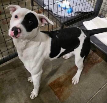 Mixed Breed Dogs Available for Adoption in Minot, North Dakota - Lady 26-9592 | PetCurious