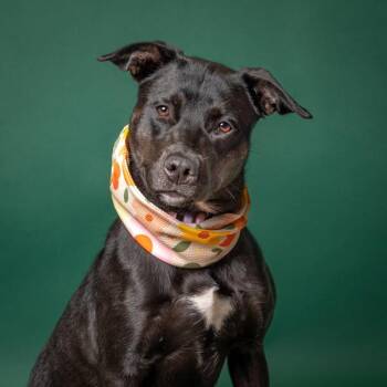 Lainey -  Labrador Retriever Dog for Adoption in Salem, Oregon - Lainey | PetCurious