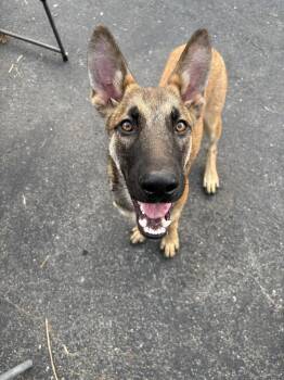 Falcon - Located in South Carolina -  Belgian Shepherd Malinois Dog for Adoption in Imlay City, Michigan - Falcon - Located In South Carolina | PetCurious