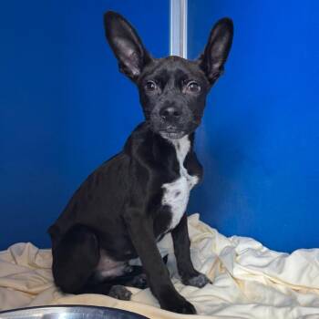 Mixed Breed Dogs Available for Adoption in Las Cruces, New Mexico - Kiwi | PetCurious
