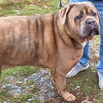 Cane Corso Dogs Available for Adoption - Camo | PetCurious