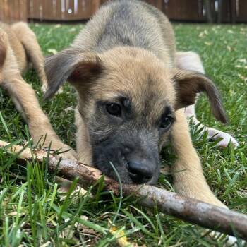 Wallace D71506 -  Labrador Retriever and Mixed Breed Dog for Adoption in Minnetonka, Minnesota - Wallace D71506 | PetCurious