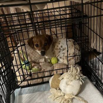 Terrier and Mixed Breed Dogs Available for Adoption - Bella | PetCurious