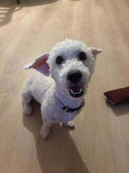 Lucy -  Poodle Dog for Adoption in Corona, California - Lucy | PetCurious