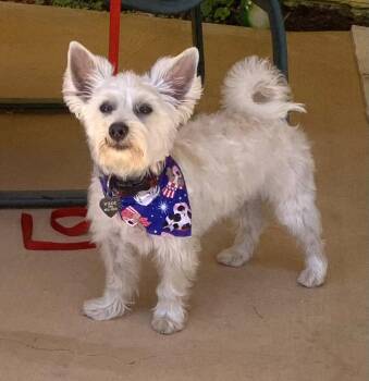 Max -  West Highland White Terrier Westie Dog for Adoption in Huntington Beach, California - Max | PetCurious