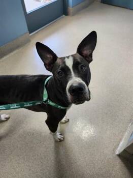 LEONARD -  Pit Bull Terrier Dog for Adoption in Newton, North Carolina - LEONARD | PetCurious