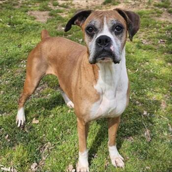 Rescue Boxer Dogs for Adoption in Pennington, New Jersey - Molly | PetCurious