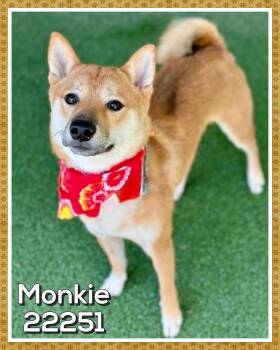 MONKIE -  Shiba Inu Dog for Adoption in Marietta, Georgia - MONKIE | PetCurious