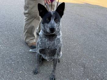 Australian Cattle Dog Blue Heeler Dogs Available for Adoption - Wrangler A438690 | PetCurious
