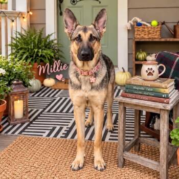 MILLIE GS -  German Shepherd Dog Dog for Adoption in Lucas, Texas - MILLIE GS | PetCurious