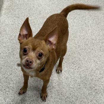 Chihuahua Dogs Available for Adoption in Cooperstown, New York - Sage  | PetCurious
