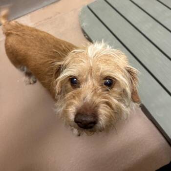 Dachshund Dogs Available for Adoption in Reno, Nevada - Dwayne | PetCurious