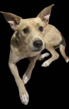 Rescue Wirehaired Terrier Dogs for Adoption - Gloria | PetCurious