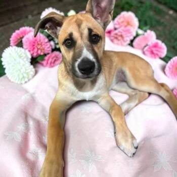 Daisy May -  Shepherd Dog for Adoption in Fort Worth, Texas - Daisy May | PetCurious