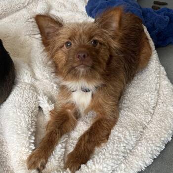 Lelo -  Chihuahua Dog for Adoption in Philadelphia, Pennsylvania - Lelo | PetCurious