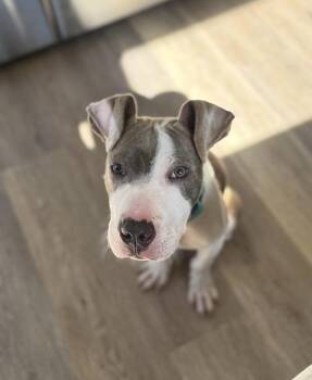 Pit Bull Terrier and Mixed Breed Dogs Available for Adoption in Irwin, Pennsylvania - Wally | PetCurious