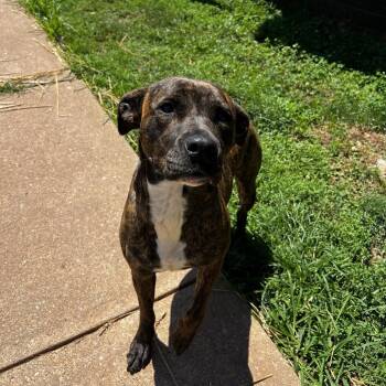 Nina -  Mastiff and Boxer Dog for Adoption in Harrisville, West Virginia - Nina | PetCurious